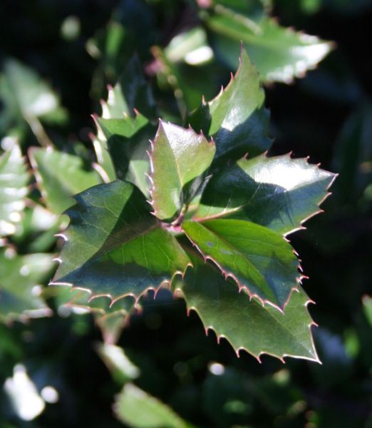 Ilex meserveae 'Heckenstar' ®